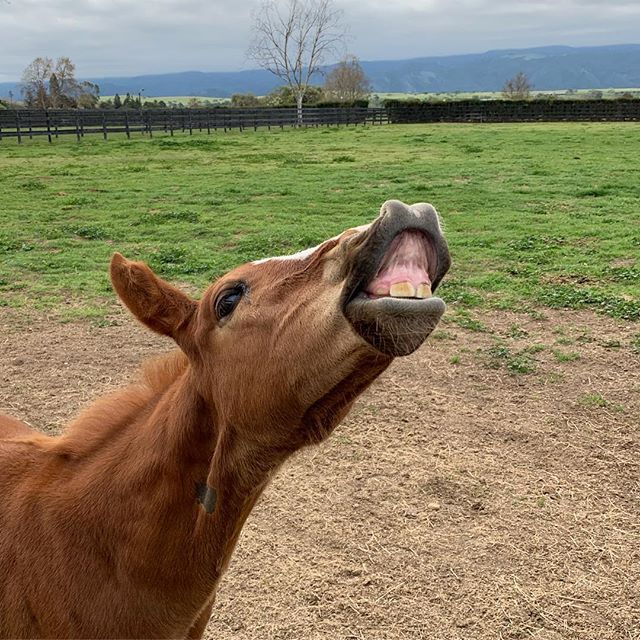 That feeling when only one more day until Friday 🤗 #foalwatch #balabali