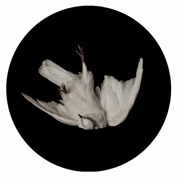 La caida - Paloma 5.jpg