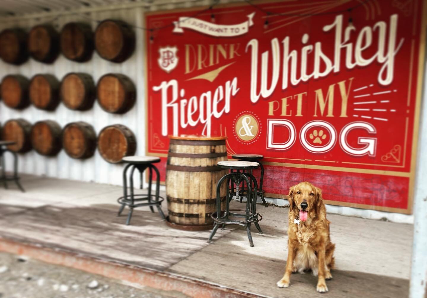 #jriegerco and Waffles. Two of my loves. #goldenretriever #goldenretrieversofinstagram #kansascity #kansascitywhiskey #bar-k #bark