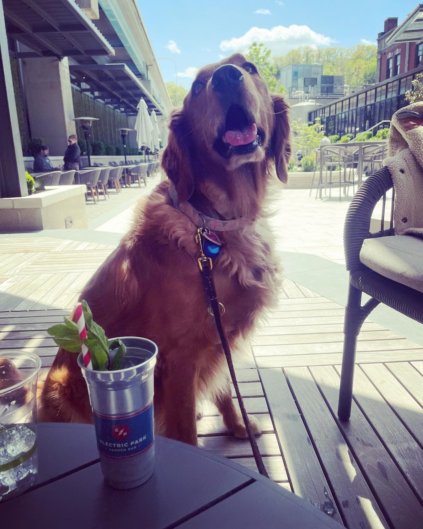 Doggos at the distillery. #goldenretriever