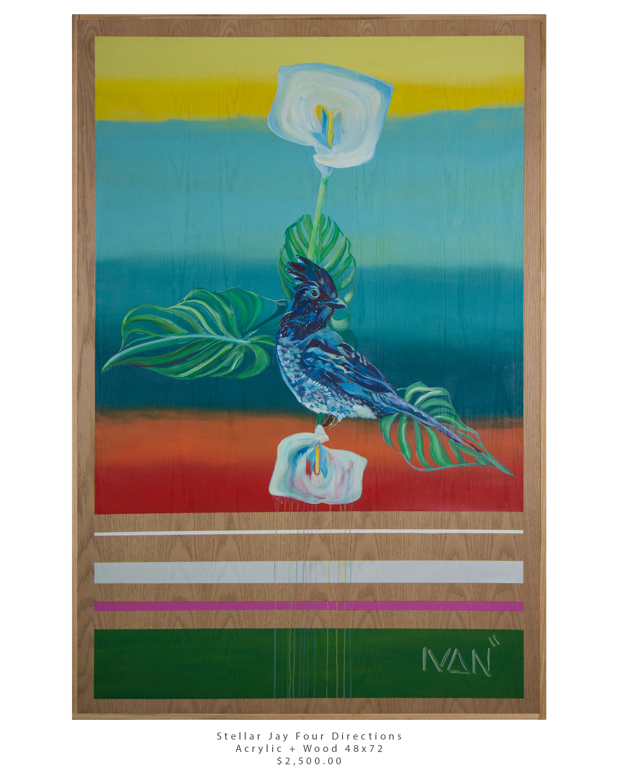 Stellar-Jay-48x72.png
