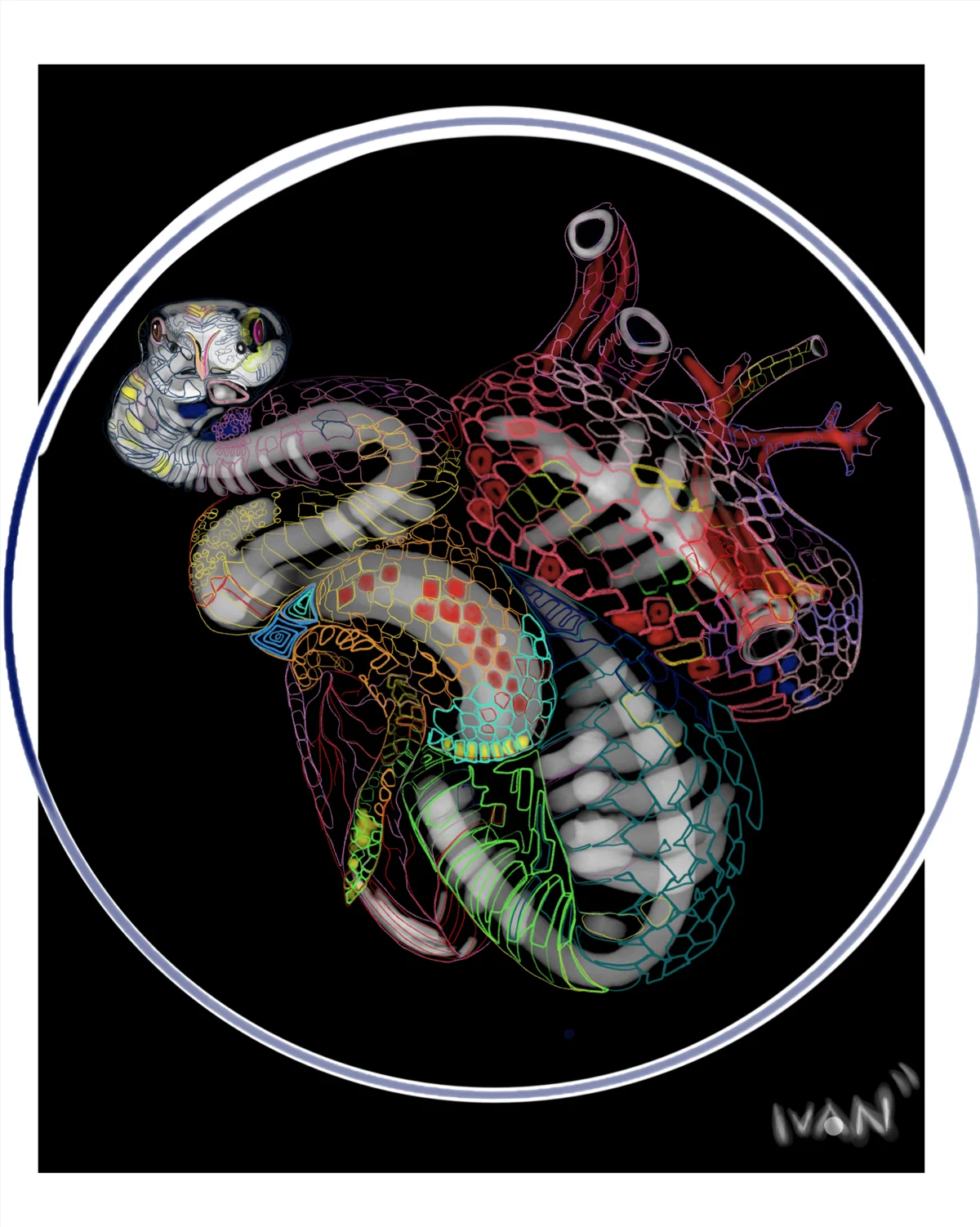 Boane-heart-Snake.jpg