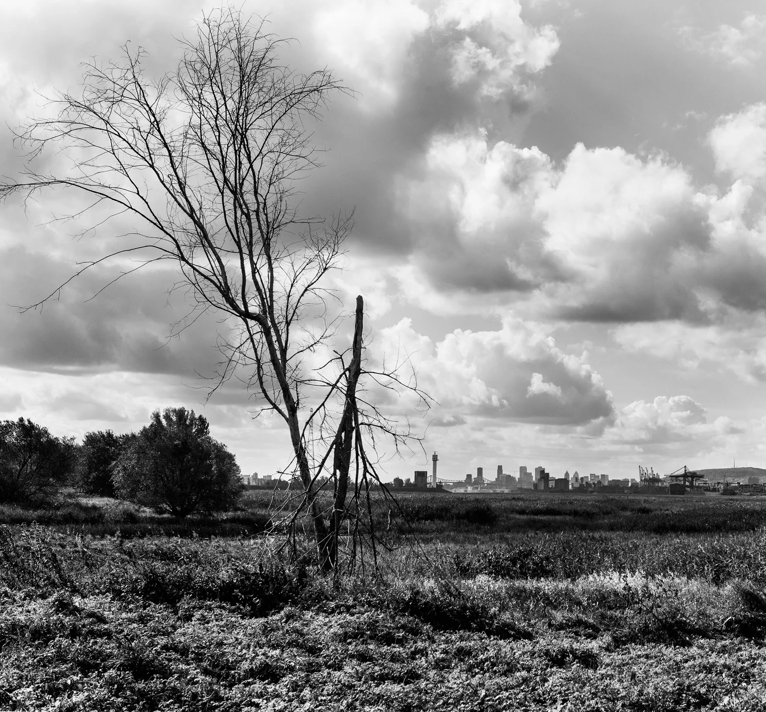 IMG_8323_1.jpg