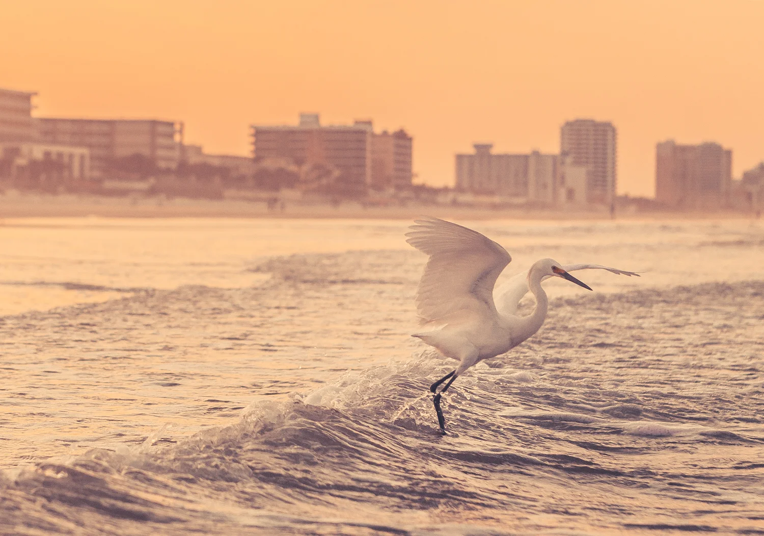 bird2.jpg