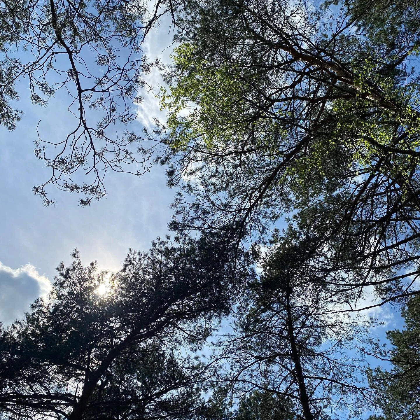 #fontainebleau #bliss