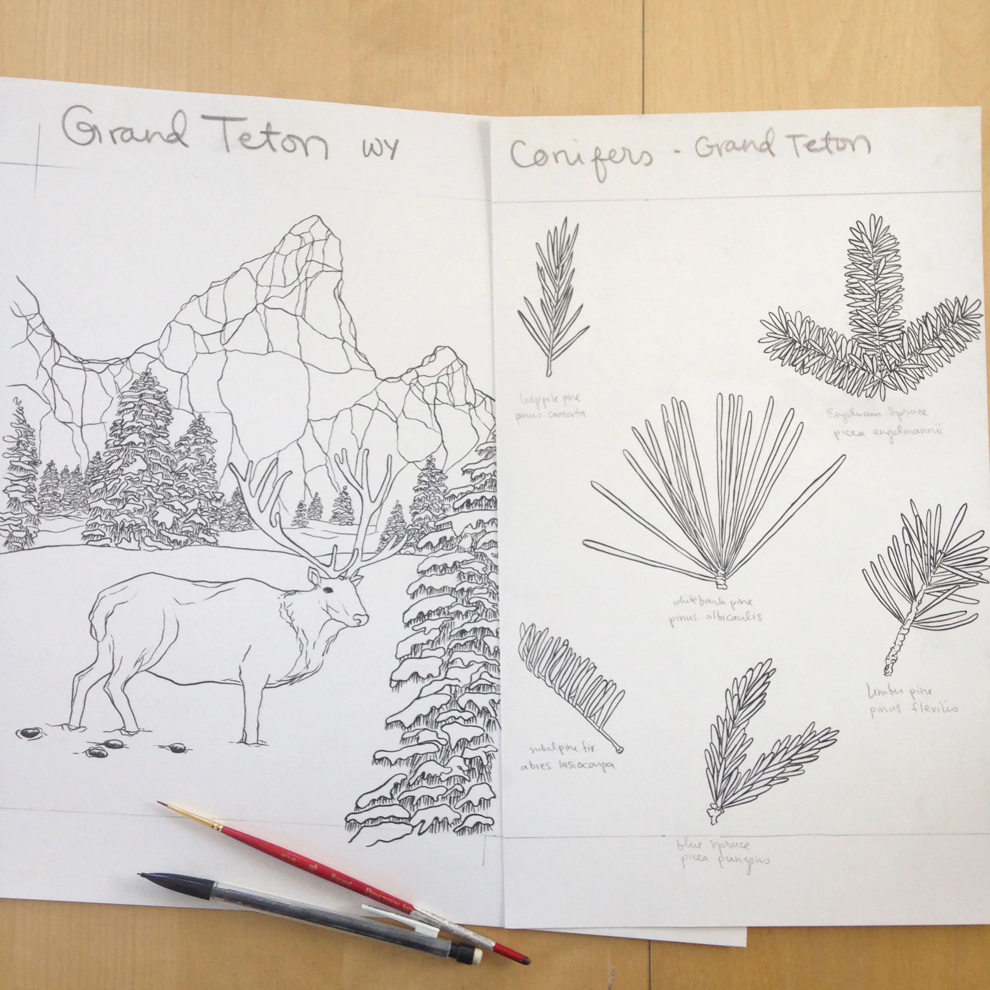  from  The National Parks Coloring Book &nbsp;by Sophie Tivona. Copyright© 2016 HarperCollins Publishers. Courtesy of HarperCollins Publishers 