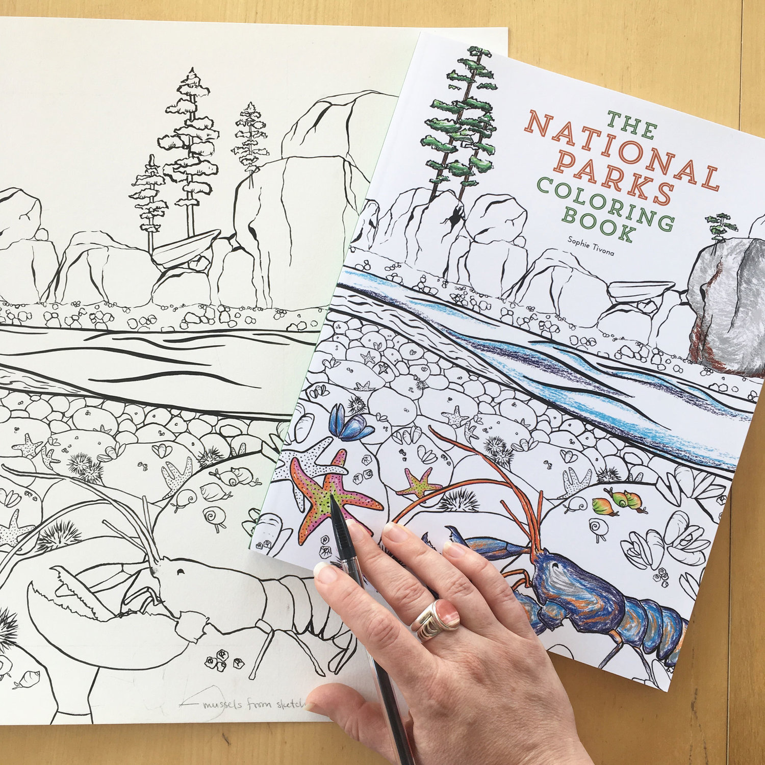 the National Parks coloring book — sophie tivona illustration