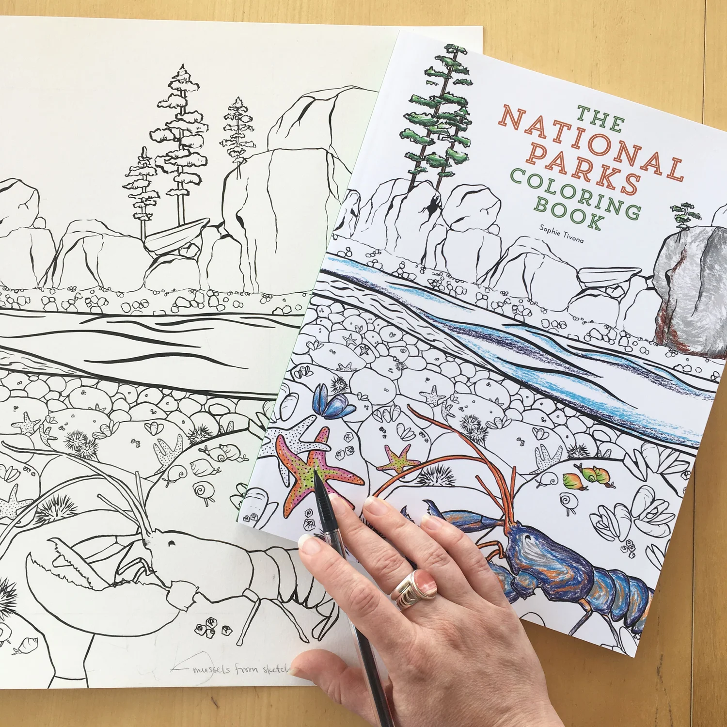 the National Parks coloring book — sophie tivona illustration the National Parks coloring book — sophie tivona illustration