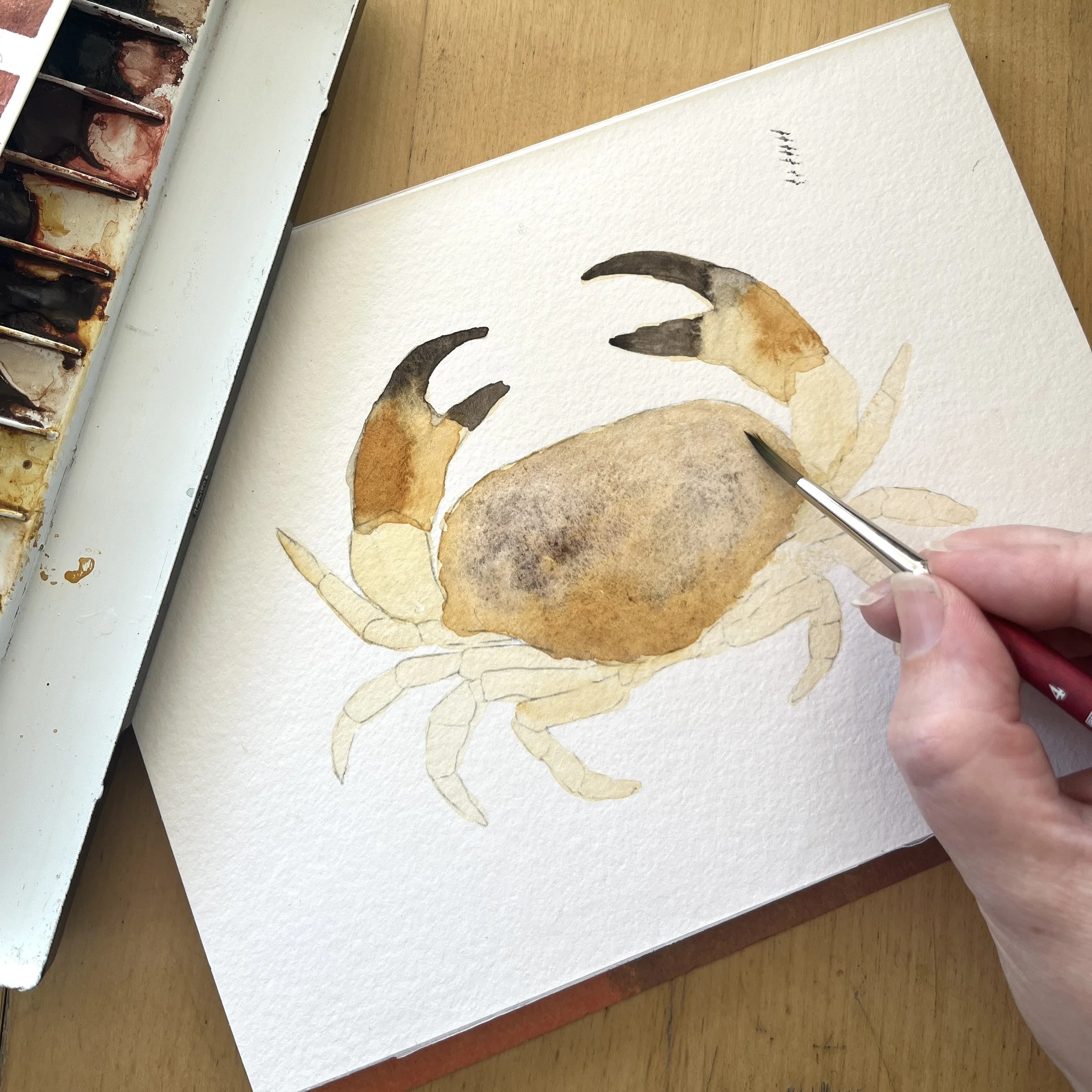 Painting Crabs! - Online Class on Thursday, May 7th // 5 - 6:30pm