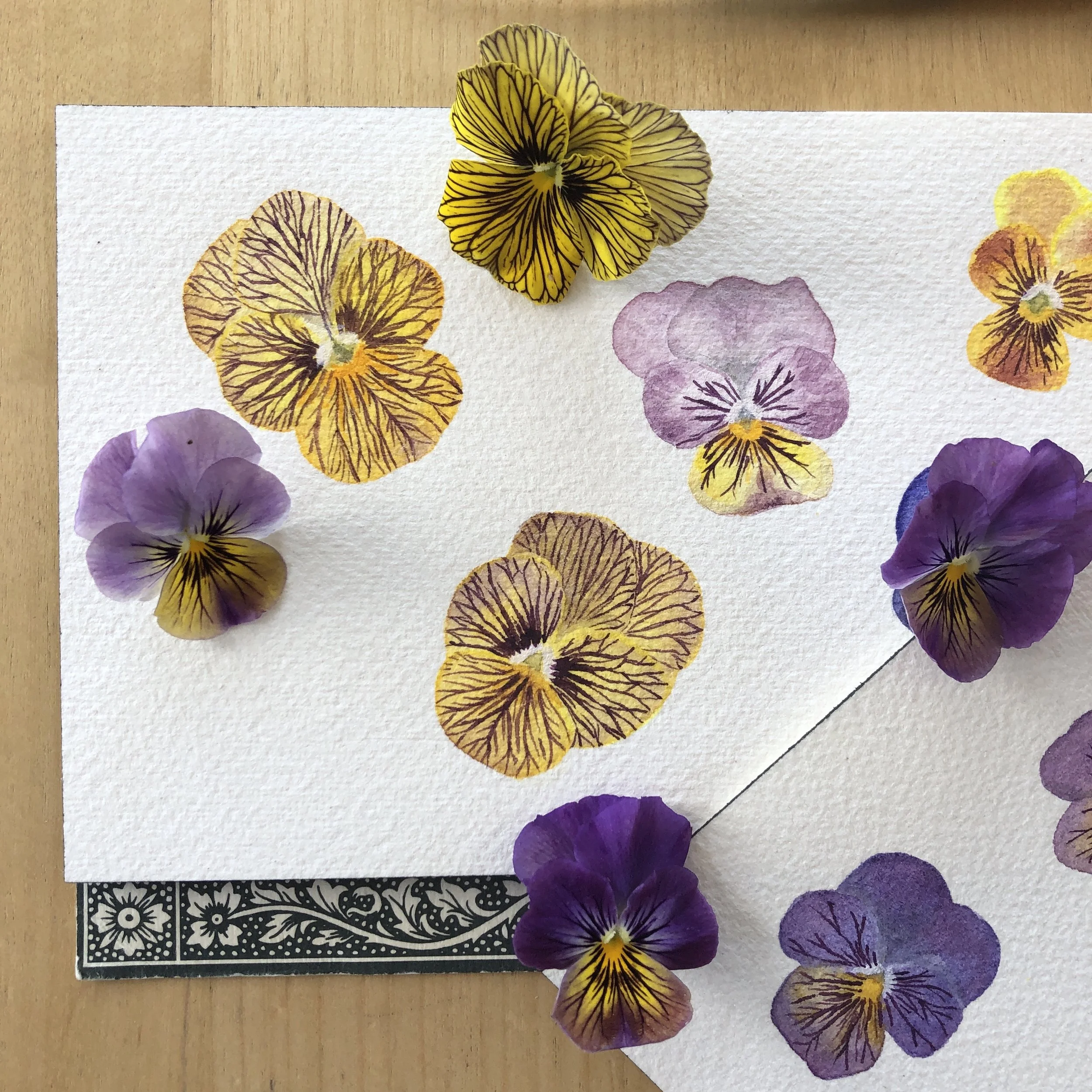 Painting Pansies! - Online Class on Wednesday, February 26 // 5:00pm-6:30pm 