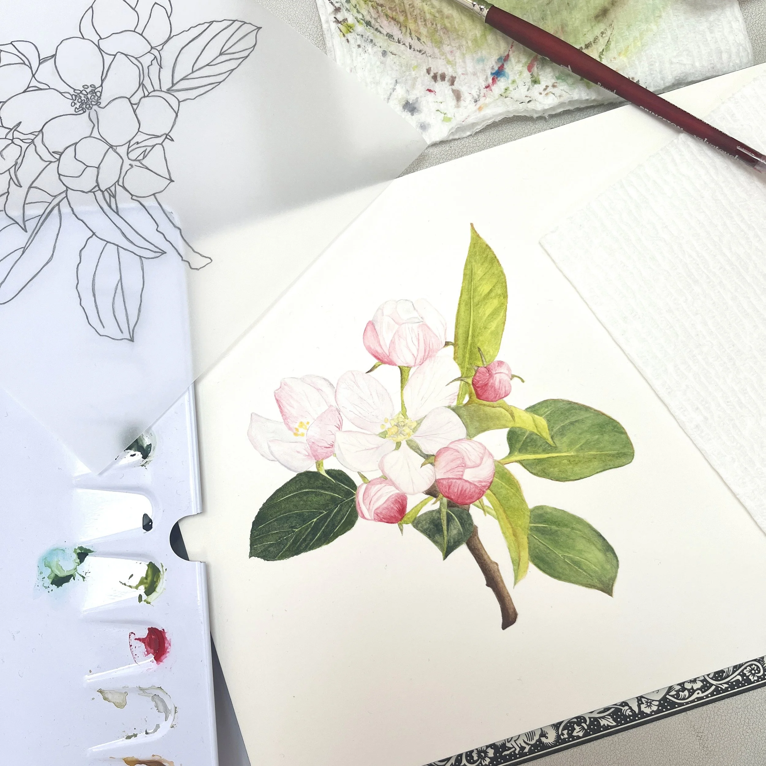 In-Person Intro to Botanical Illustration: Saturday, May 17th // 2pm - 5pm