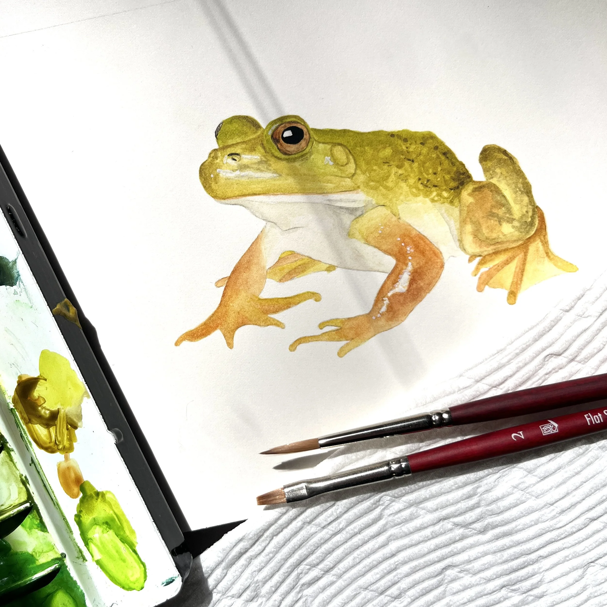 Painting Toads - Online Class on Thursday, August 6th // 5pm-6:30pm 