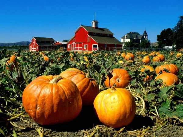 Pumpkin-Patch1.jpg