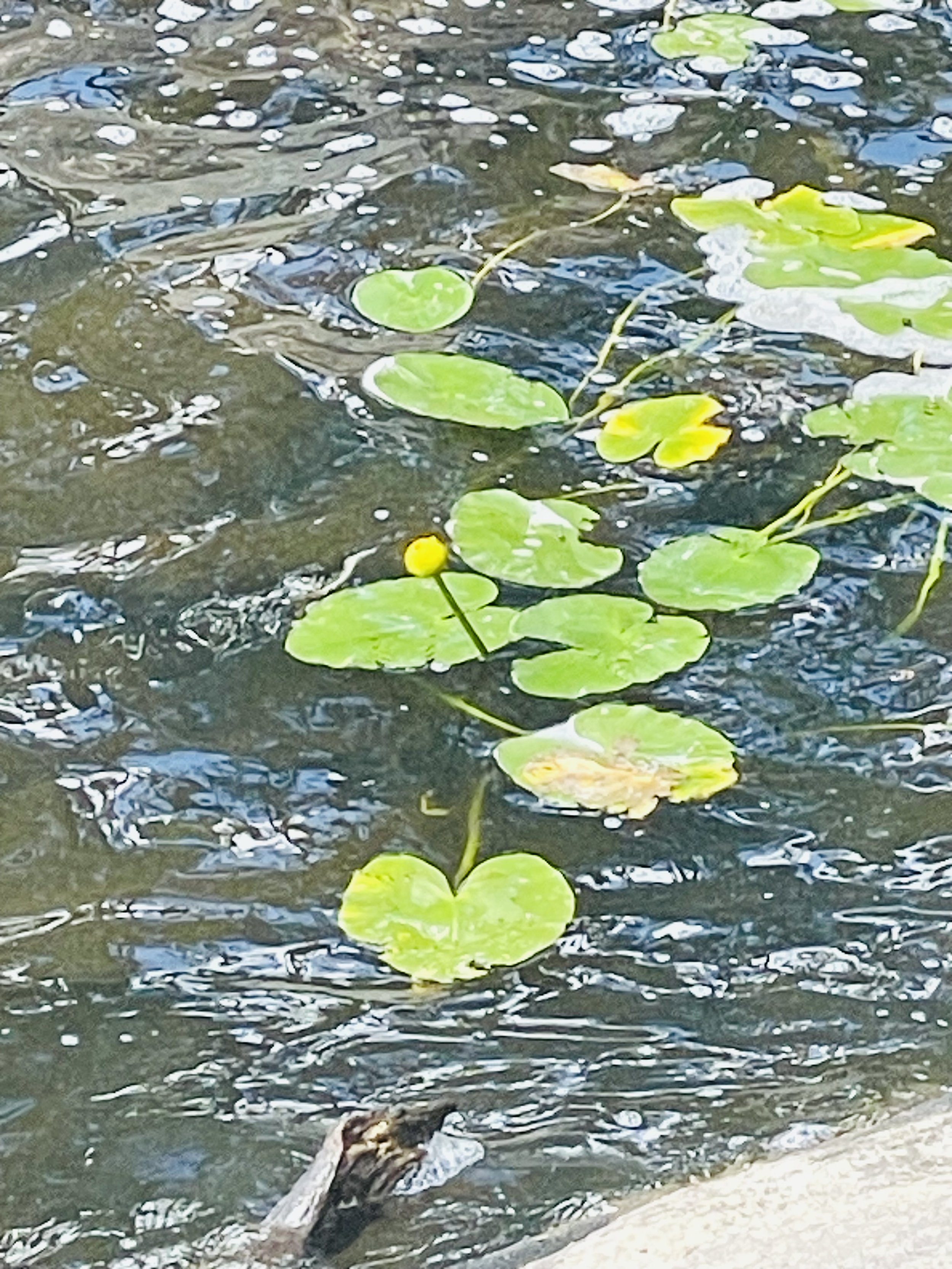 IMG_4606.jpeg