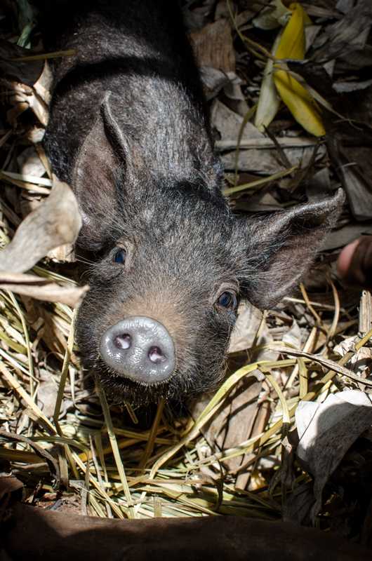  We enjoy this part of the interview too! This little piglet was recently obtained by Athanase (25 years old) as part of his integrated farm plan! 