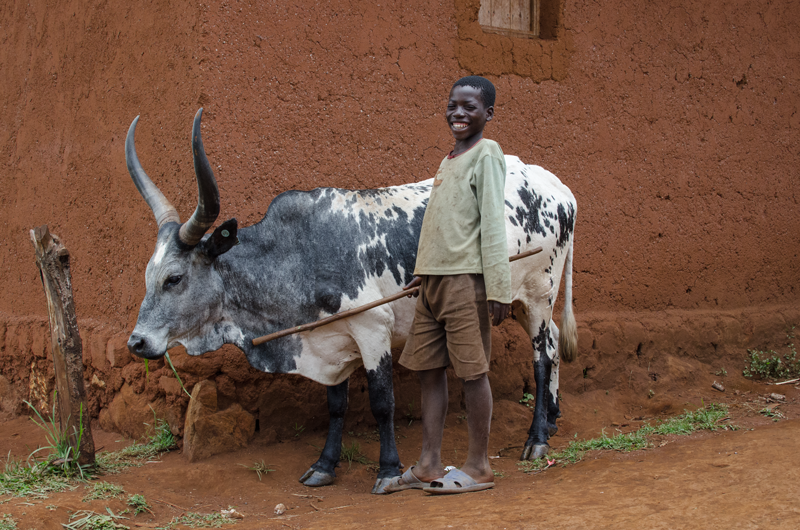  That's not all,  If the cow does get to go outside, the job of taking guarding the cow and taking it to the pasture often falls on the children. This job takes away from their time to study, play, and even their time to go to school... 