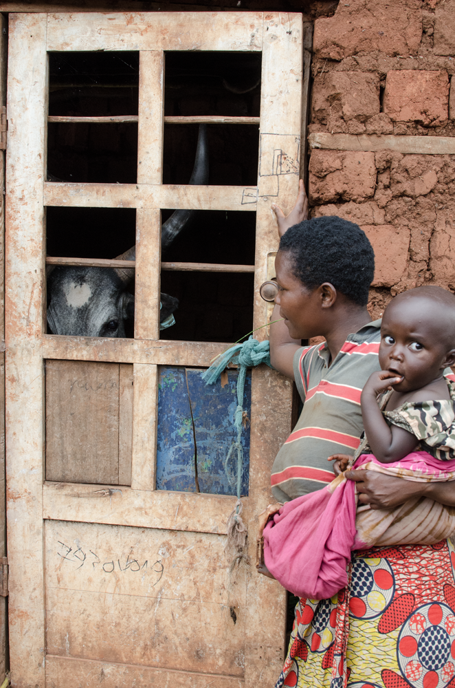  Besides keeping the cows inside for the advantage of collecting valuable natural fertilizer... Many of the farmers have the valid fear that if it becomes known to their community that they own a cow, someone may try to steal or even poison the cow o