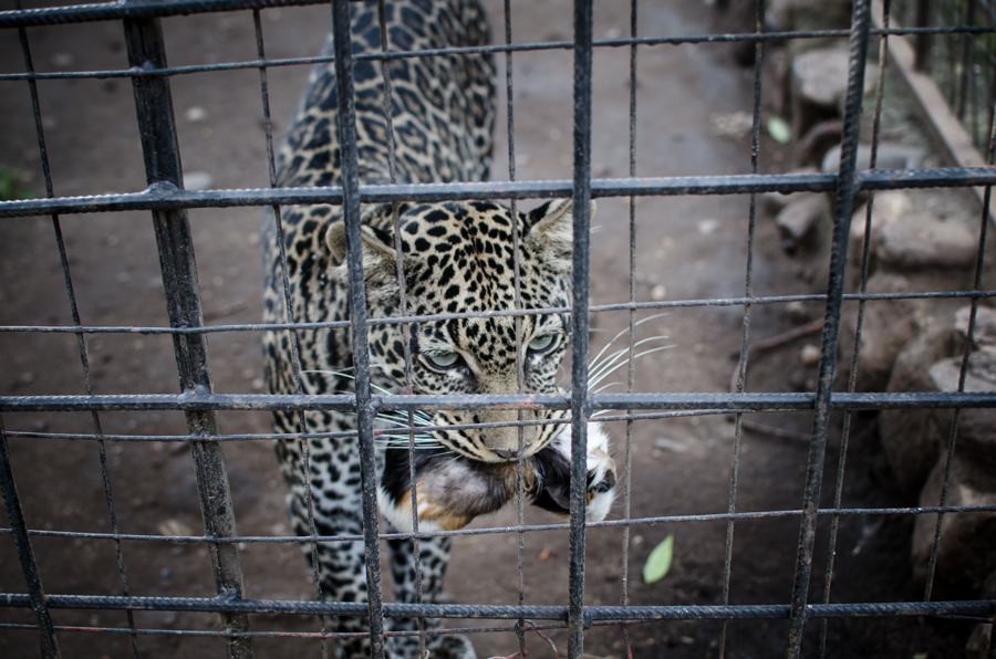  A visit to the Burundi Zoo...&nbsp; 