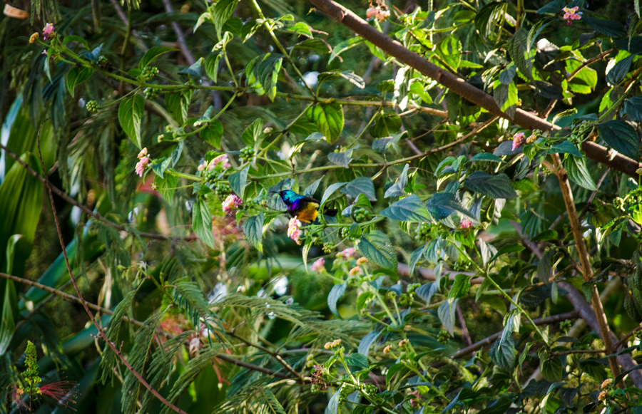  A Sunbird, a daily visitor to our garden in Gitega.&nbsp; 