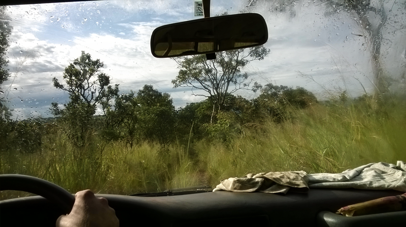  Driving through Ruvubu National Park the grass is your road 