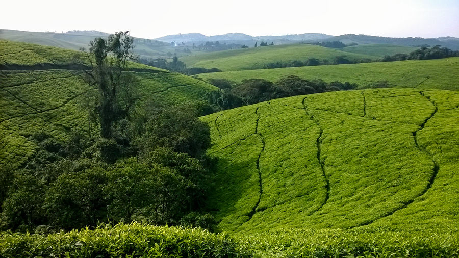  Overlooking the tea fields, surrounded by mountain rainforest 