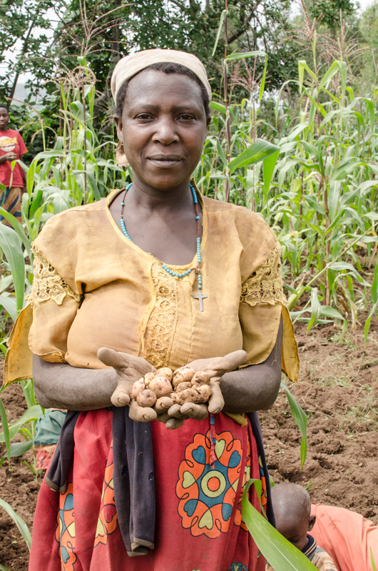  A typical potato harvest using traditional methods and local seed 