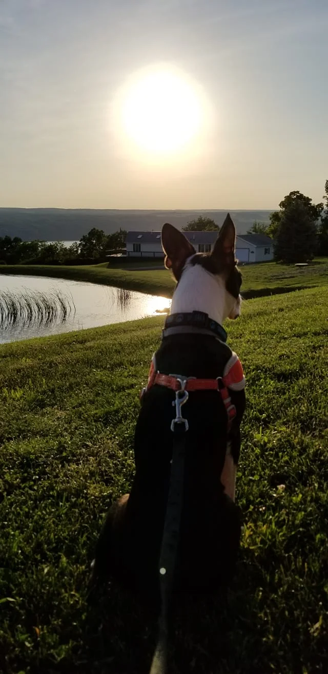 Is Ross Dog Friendly