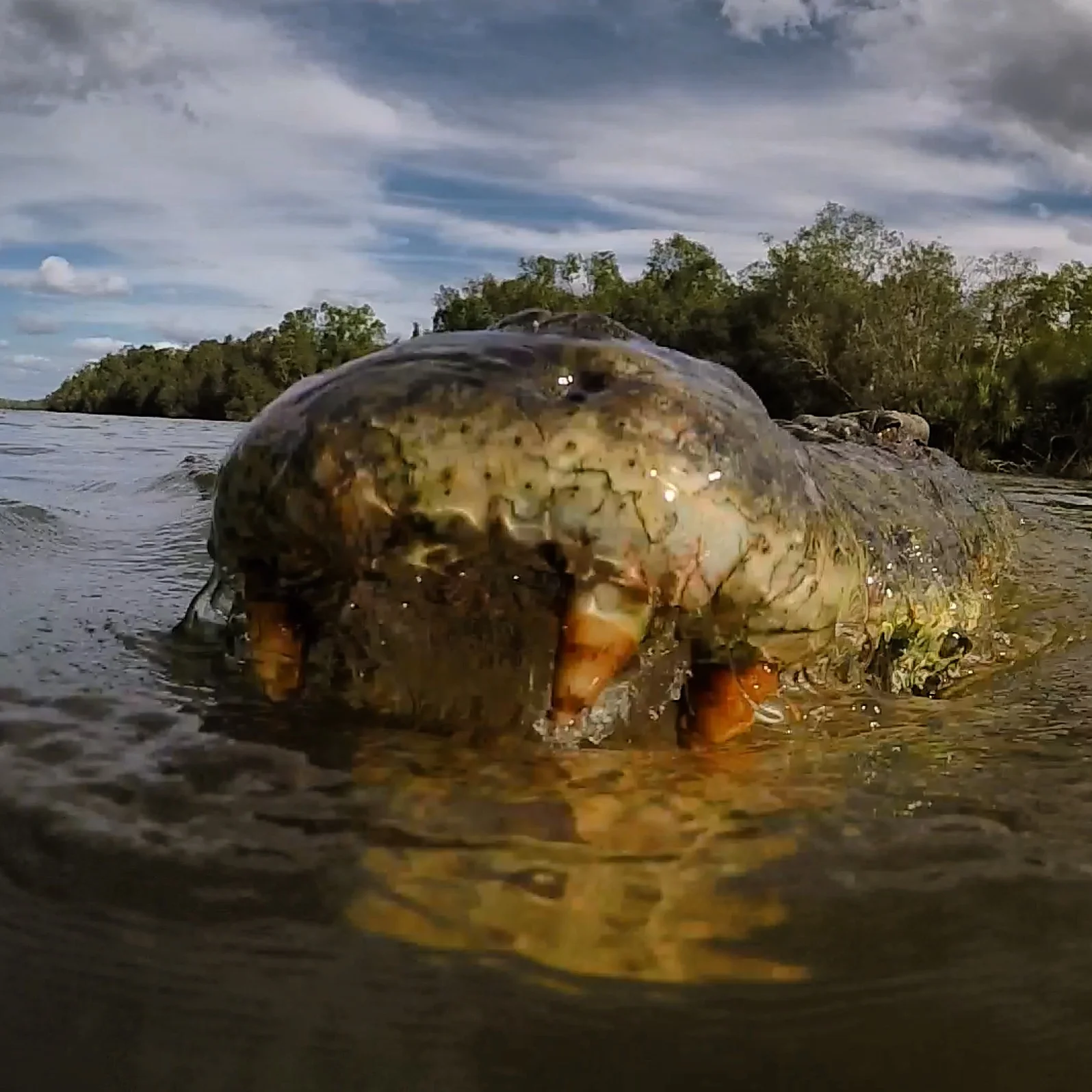 The Secret Lives of Crocodiles