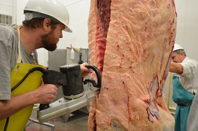 Sawing beef carcass in half