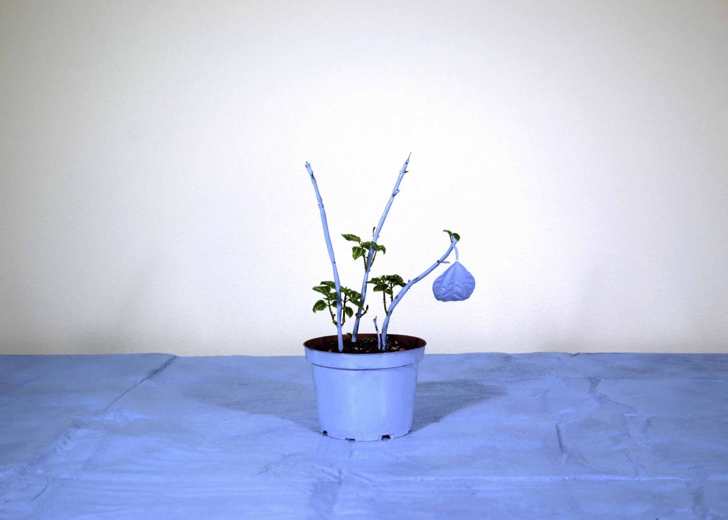 Growth