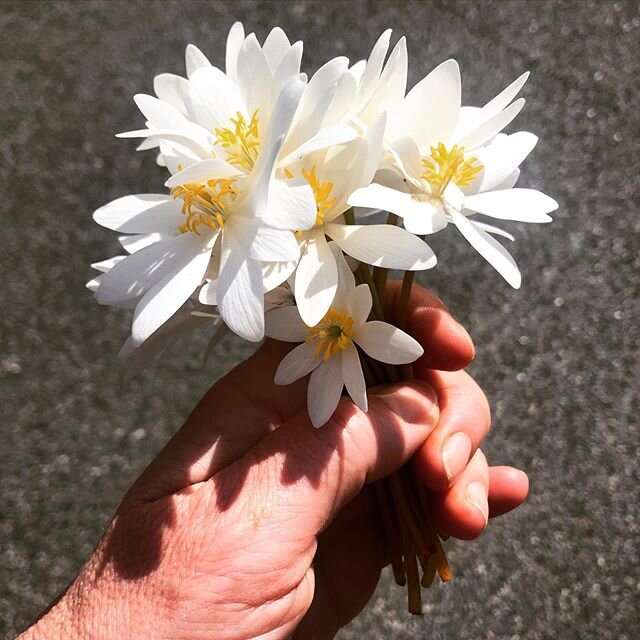 country walk flower picking .
.
.
.
.
.
#salvatomill #flowers #flowerpicking #wildflowers #bloodroot #walking #countrywalk #countrylife #simplelife #simpleliving #gratitude #simplepleasures #livinginthemoment #livinginthetimeofcorona #dutchesscounty 