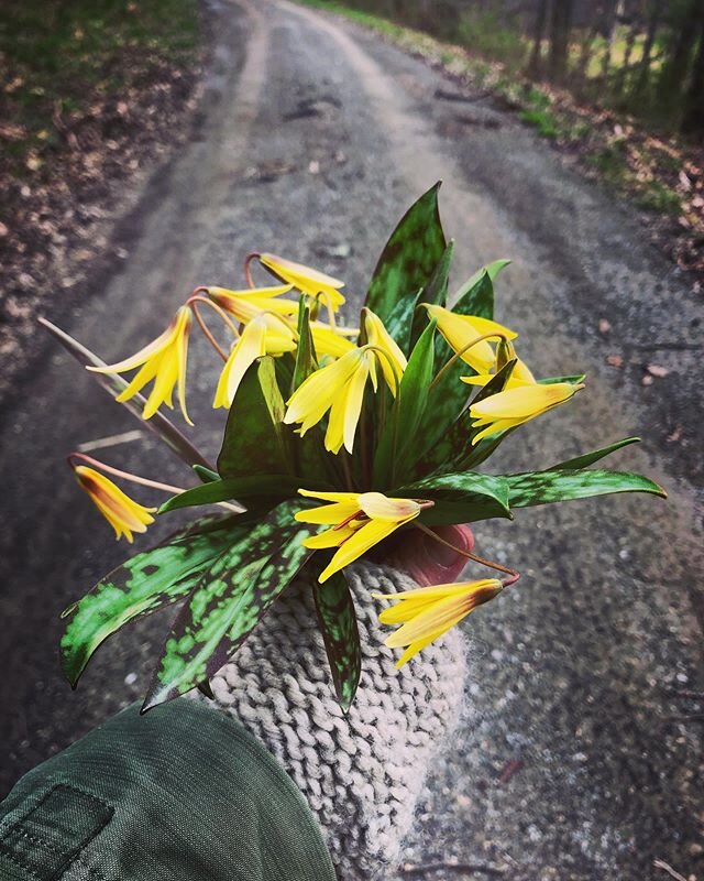 country road walk.....wild flower picking, full circle back to my childhood. #salvatomill .
.
.
.
.
.
#fullcircle #childhood #memories #solitude #peace #quiet #onlychild #countrylife #dogtoothviolet #dogtoothviolets #wildflowers #flowerpicking #count