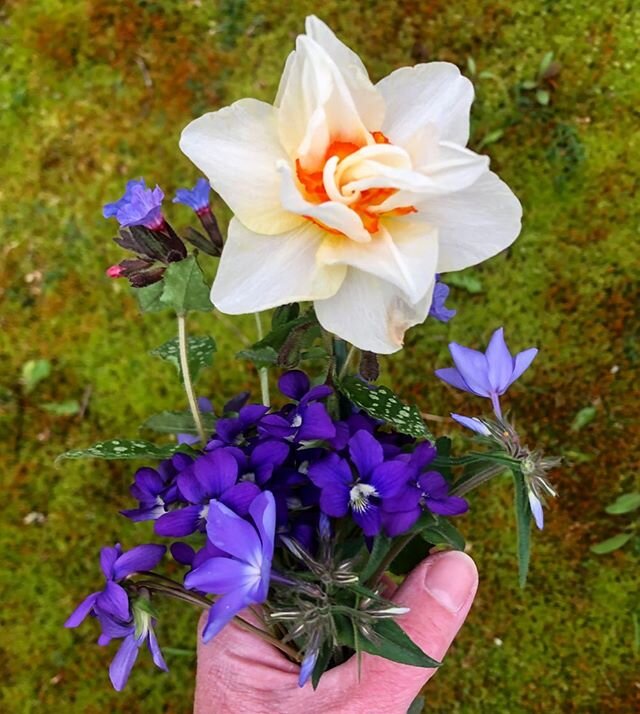 today&rsquo;s pickings from the property @salvatomill 
included in this little bouquet is #pulmonaria also known as #lungwort (left of the #daffodil) 
which has medicinal qualities, including lung support, so important in this time of #covid19 
when 