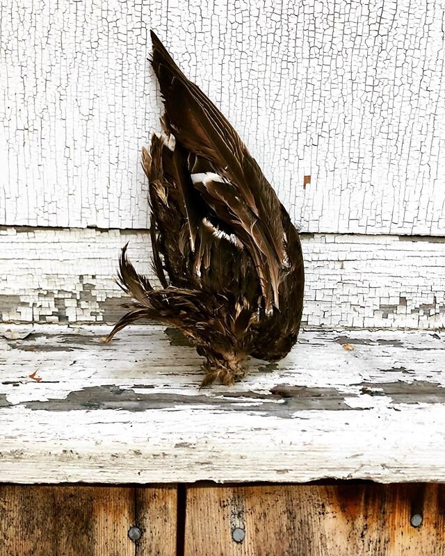 a wing....&amp; a prayer.
.
.
.
.
#mallardduck #wing found on the property @salvatomill 
#salvatomill #duckwing #found #foundinnature #foundfeathers #featheredwing #streamside #nature #livinginnature #countrylife #countrygirl #beautyindeath #leftbehi