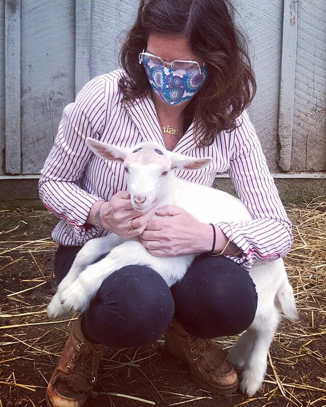 soul nourishing visit with baby goats. (sound on to experience the farm) .
.
.
.
thank you so much @bluemoonfarm_ilana my heart belongs to little Hugo #friendswithgoats #goats #babygoats #goatlove #salvatomill