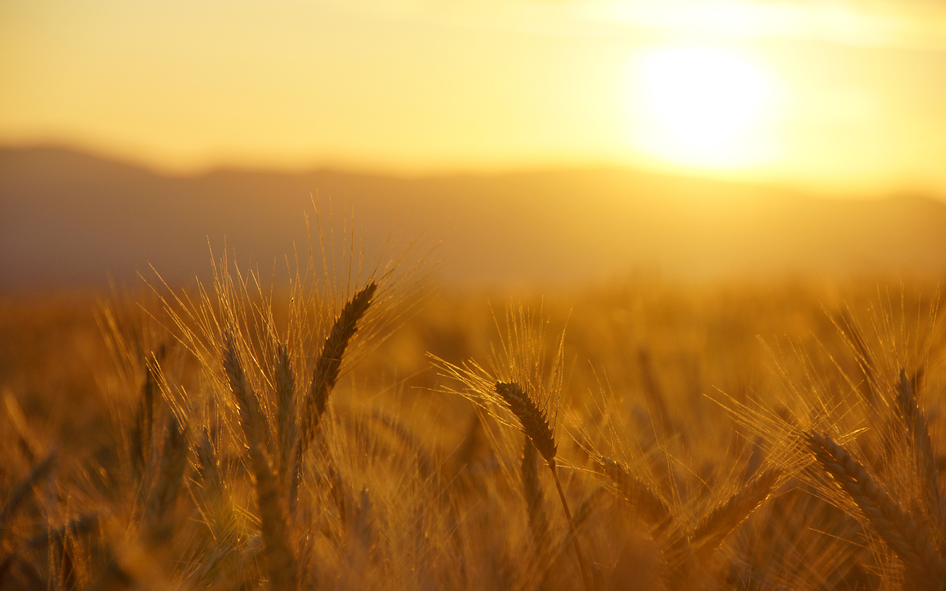Grain.jpg