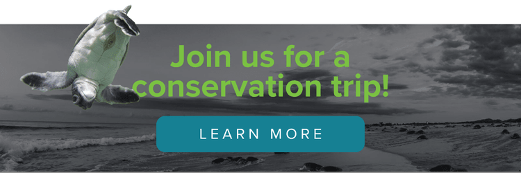 Sea Turtles Guide: Species, Diet, and Endangered Status — SEE Turtles