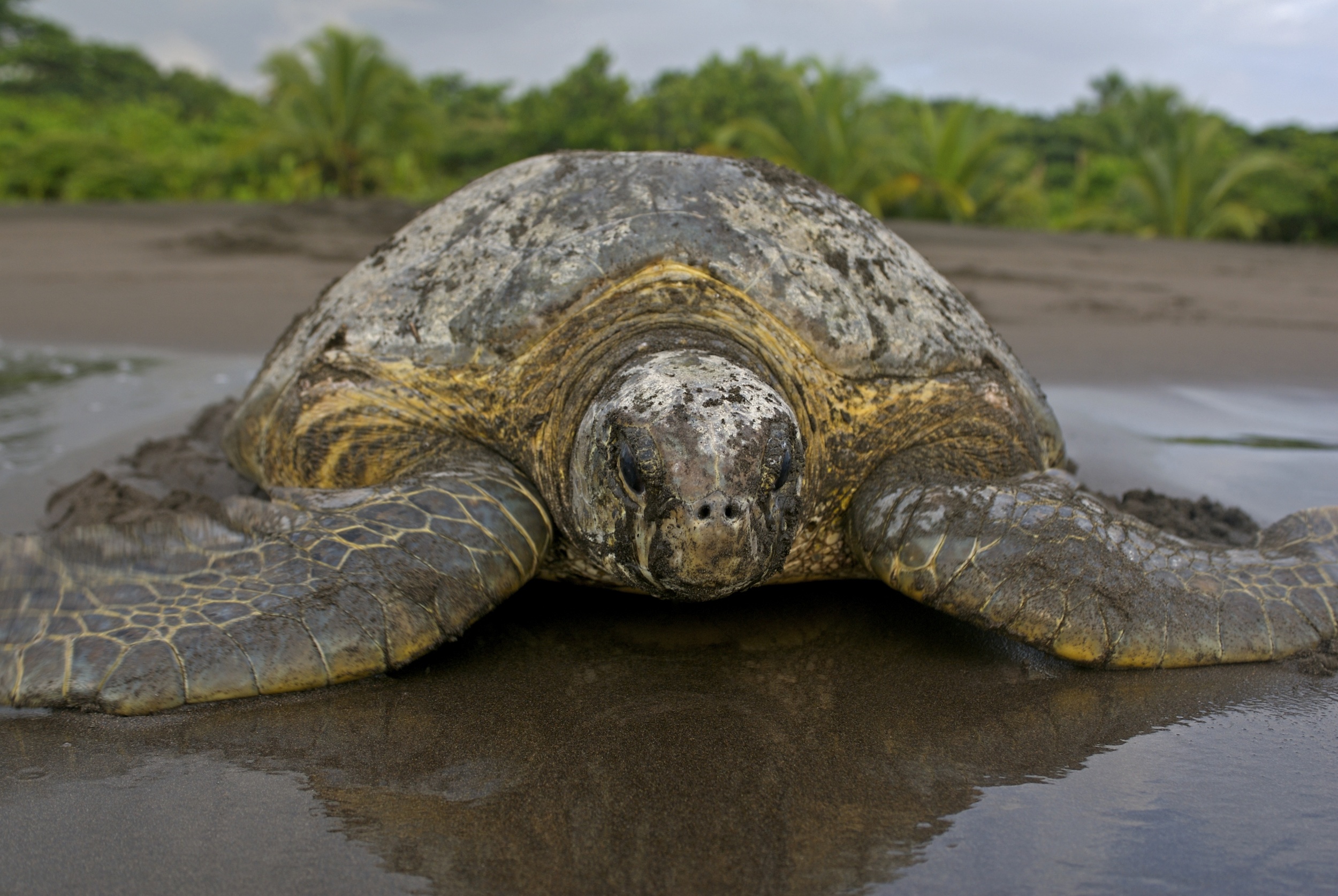 Green turtle in Tortuguero, Costa Rica