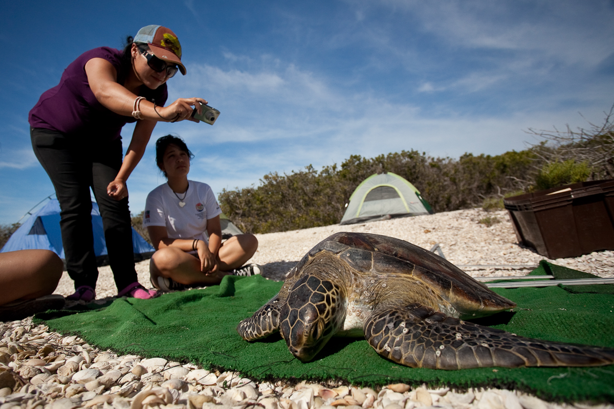Green turtle in Baja