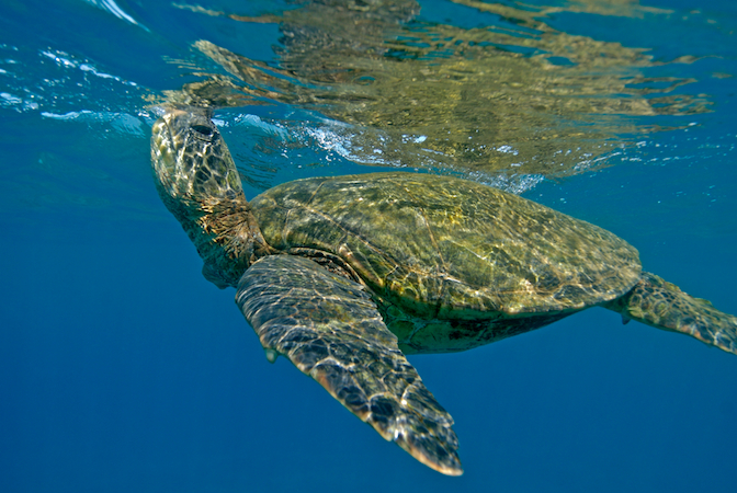 Sea Turtle Diet — SEE Turtles