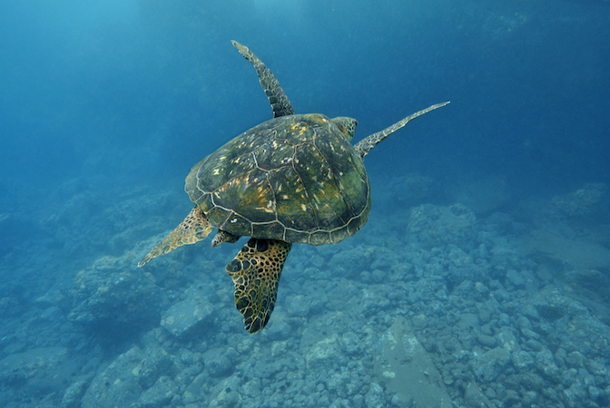 Sea Turtle Migration — SEE Turtles