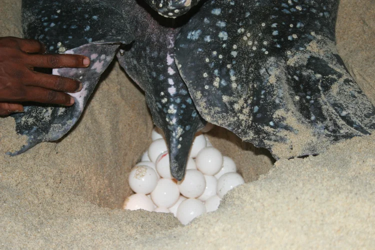 View of Sea Turtle Consumption — SEE Turtles