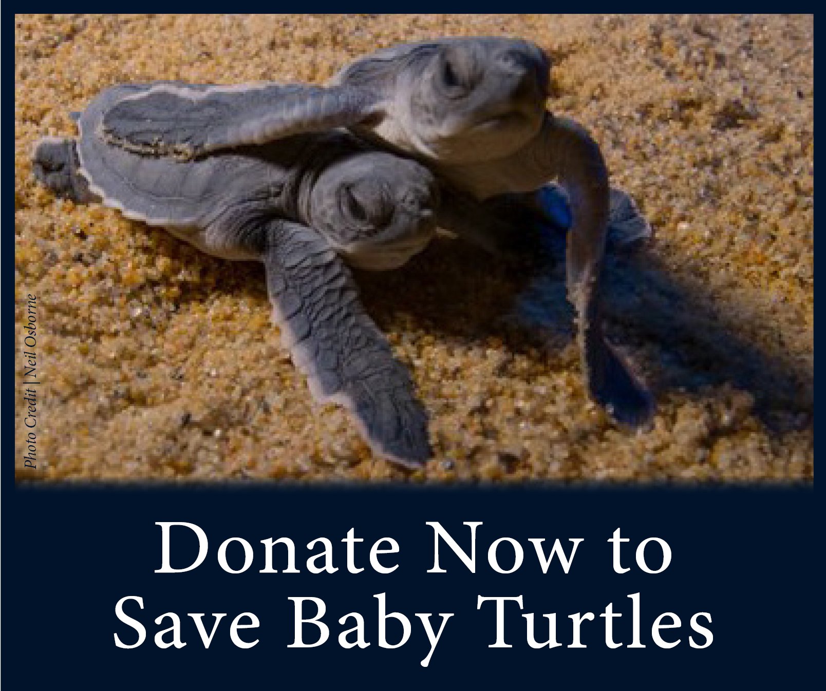Juvenile Sea Turtles — SEE Turtles