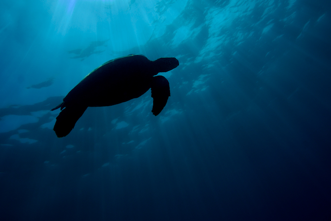 Ocean Pollution — SEE Turtles