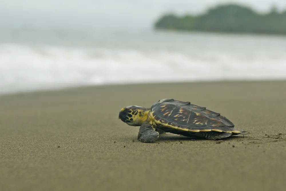 Juvenile Sea Turtles — SEE Turtles