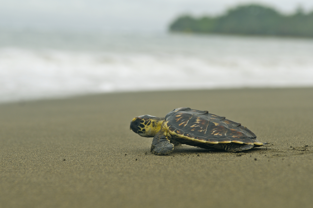 sea turtle small