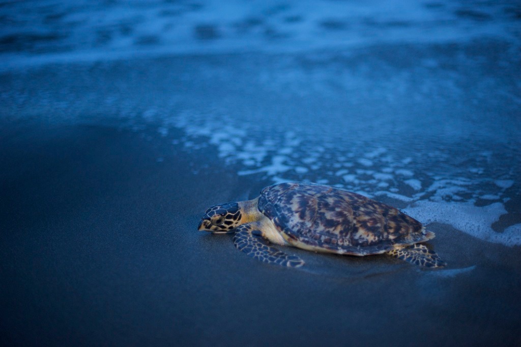 Sea Turtle, Species