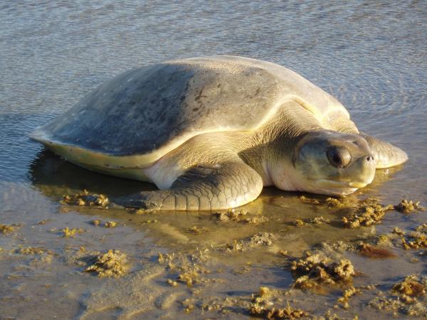 Are flatback turtles carnivores?