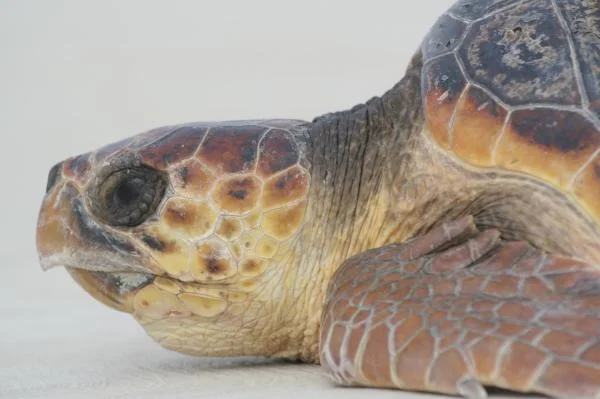 Loggerheads — SEE Turtles