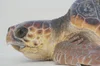 Loggerheads — SEE Turtles